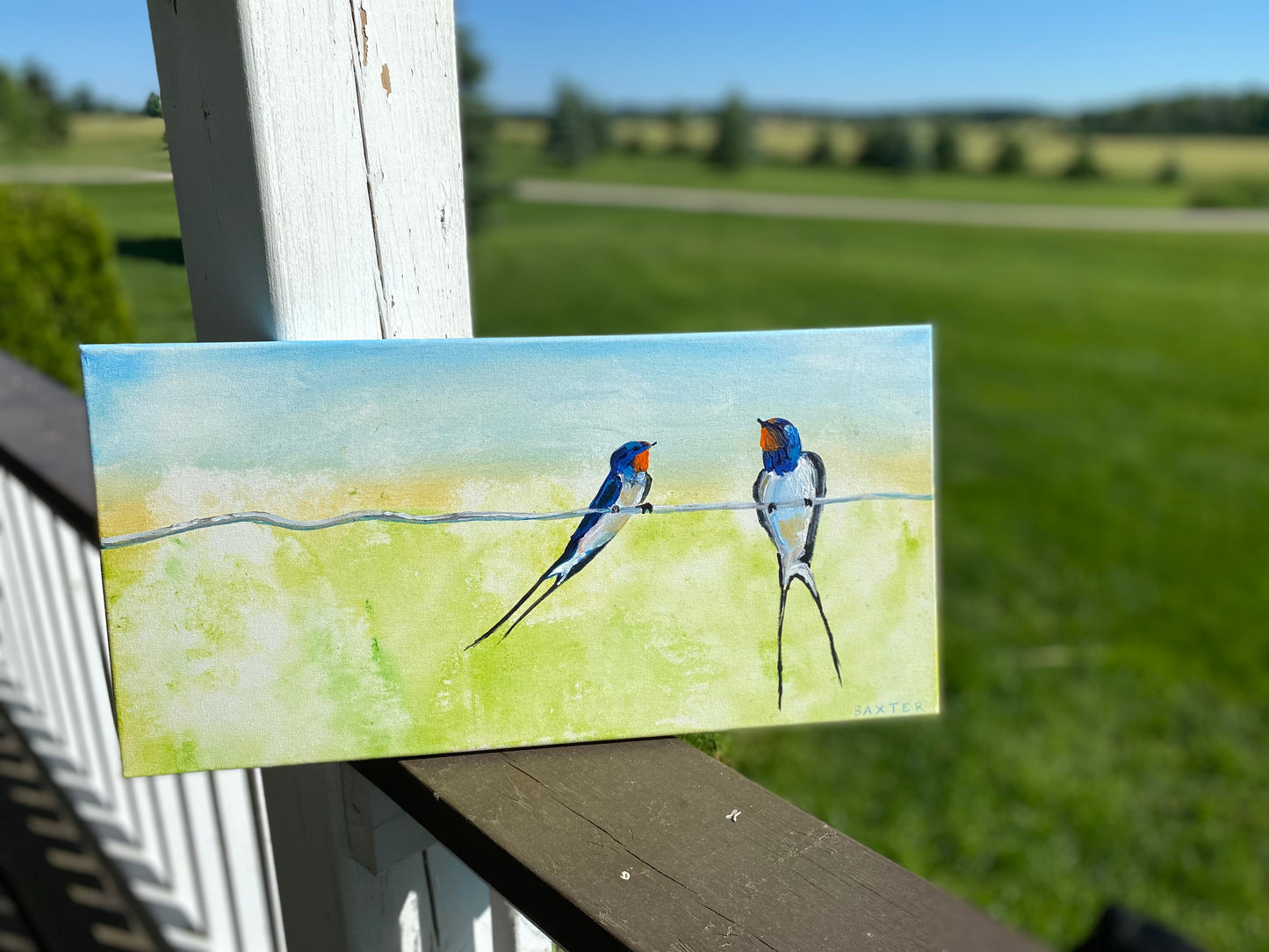 Barn Swallows