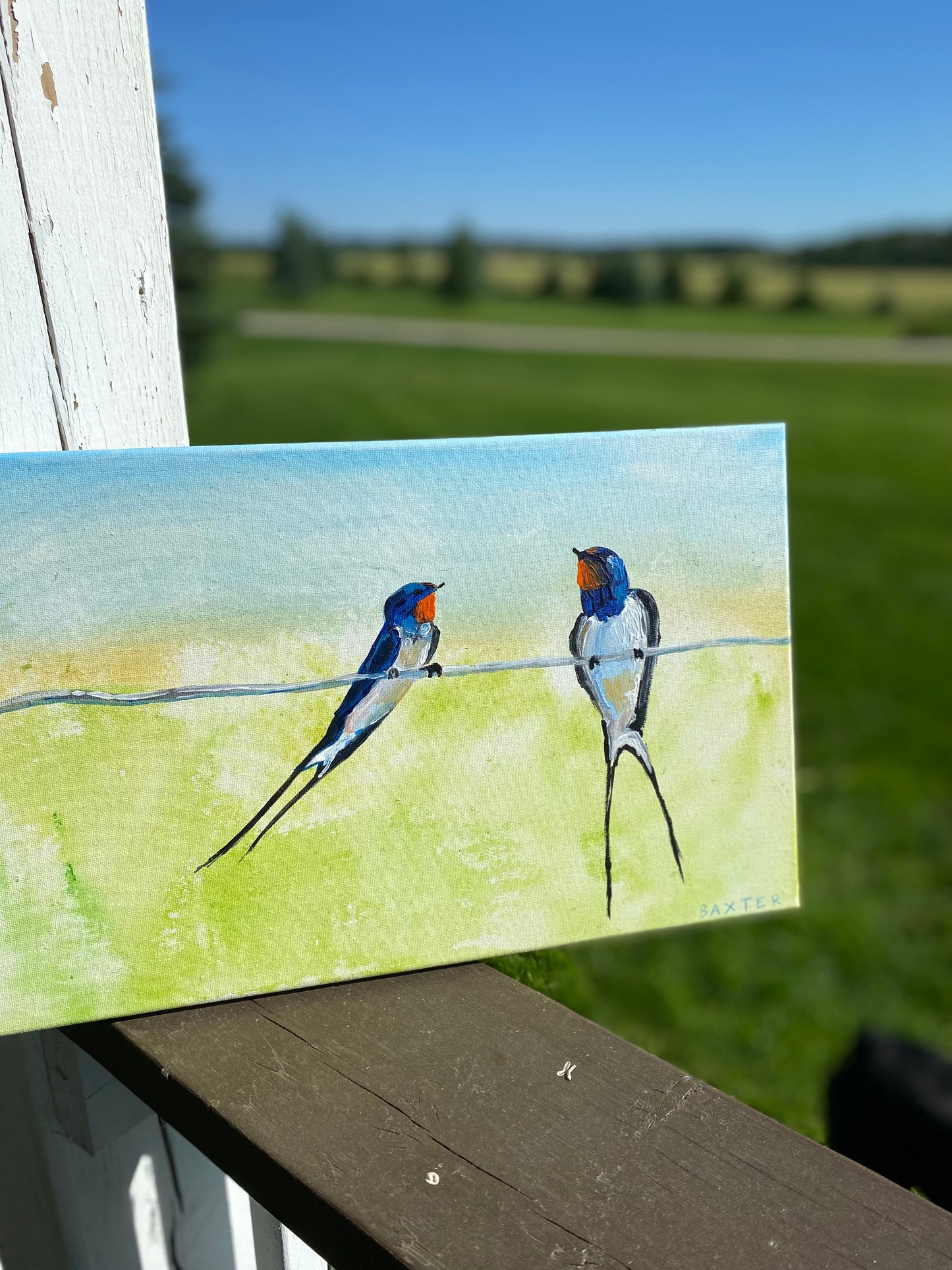 Barn Swallows