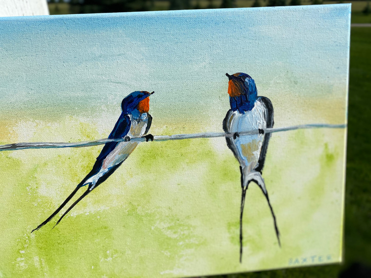 Barn Swallows