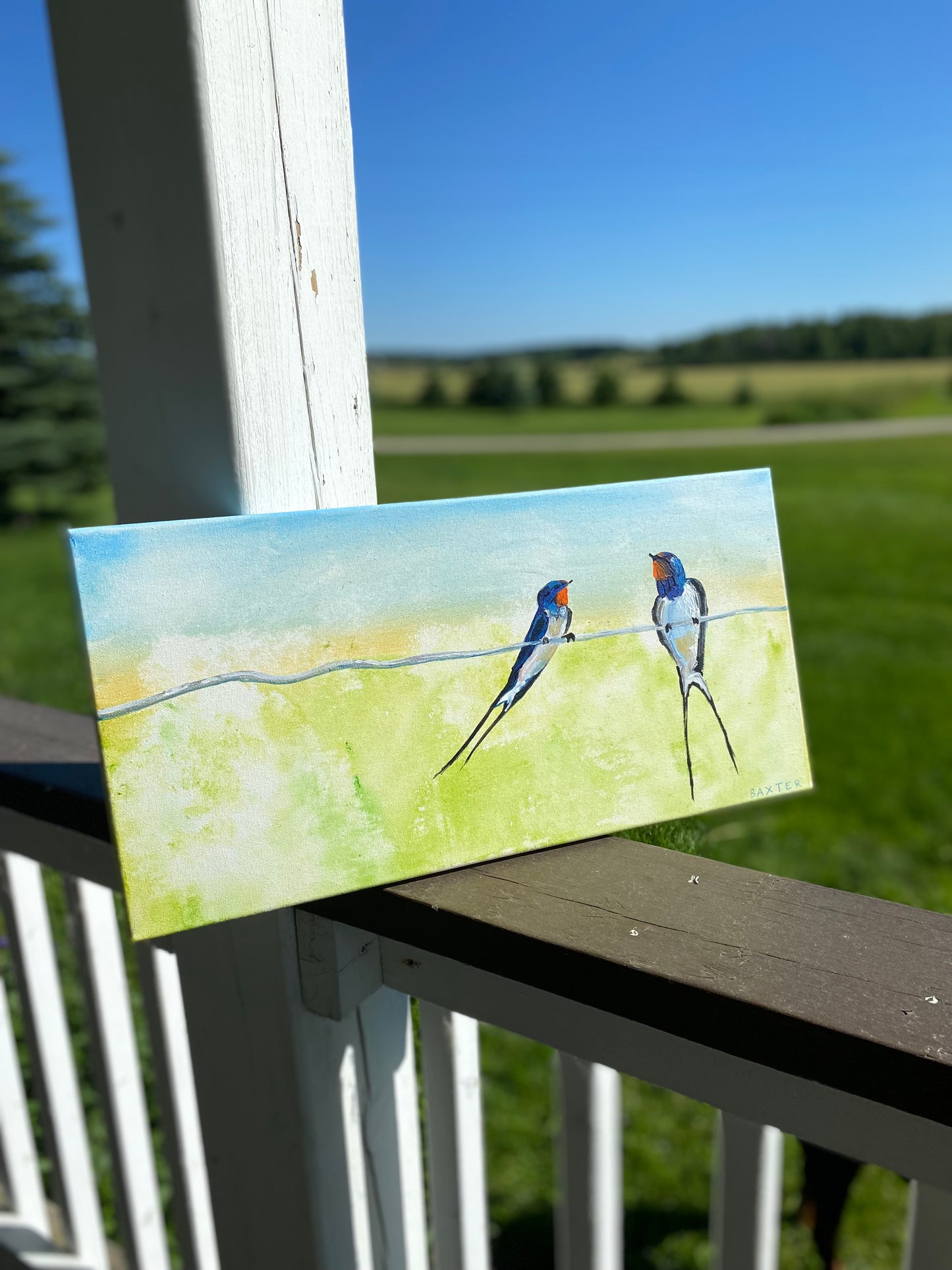 Barn Swallows